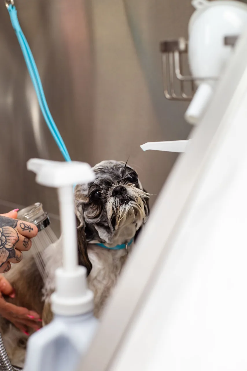 Wet dog enjoying a professional bath at the salon