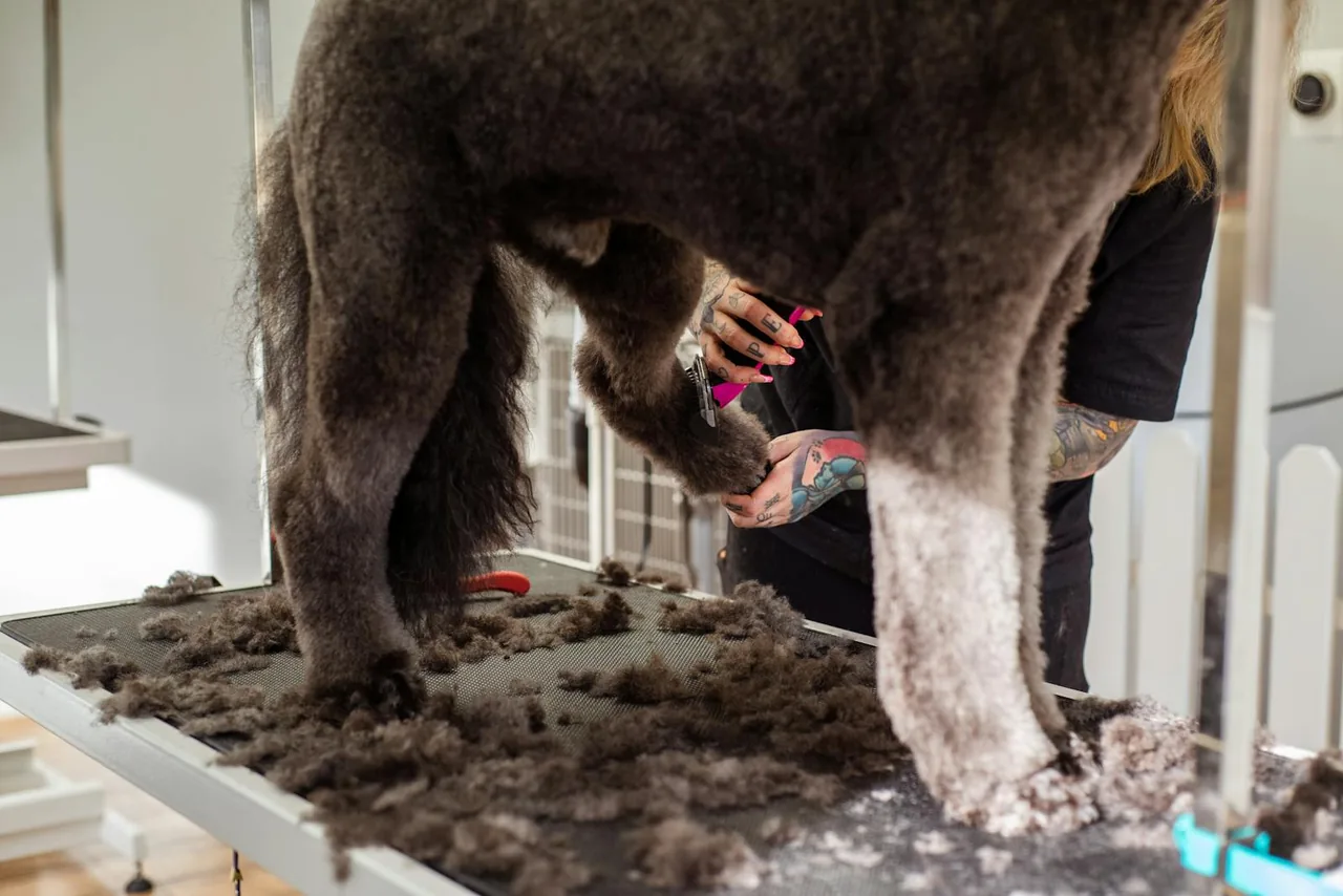 Groomer gently brushing out a dog's coat