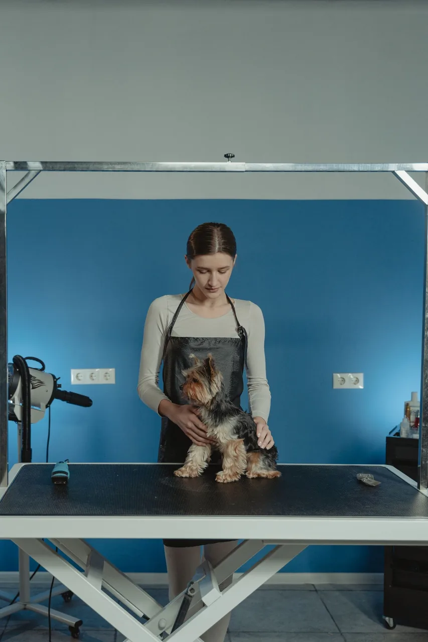 Groomer carefully styling a small dog on the grooming table at Dani's Pet Spa in Trinity, FL