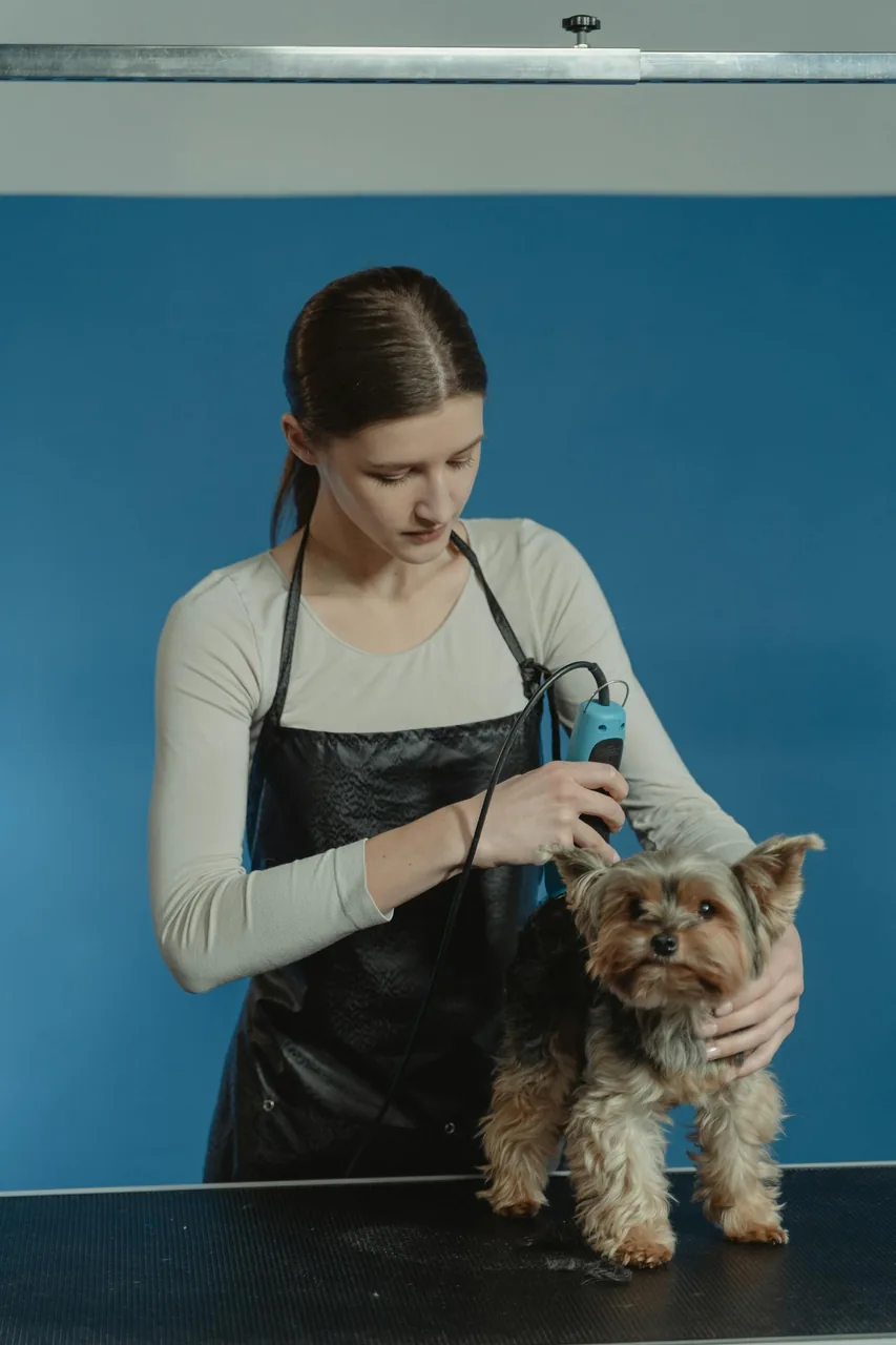 Groomer giving a small dog a precise haircut with clippers at Dani's Pet Spa in Trinity, FL