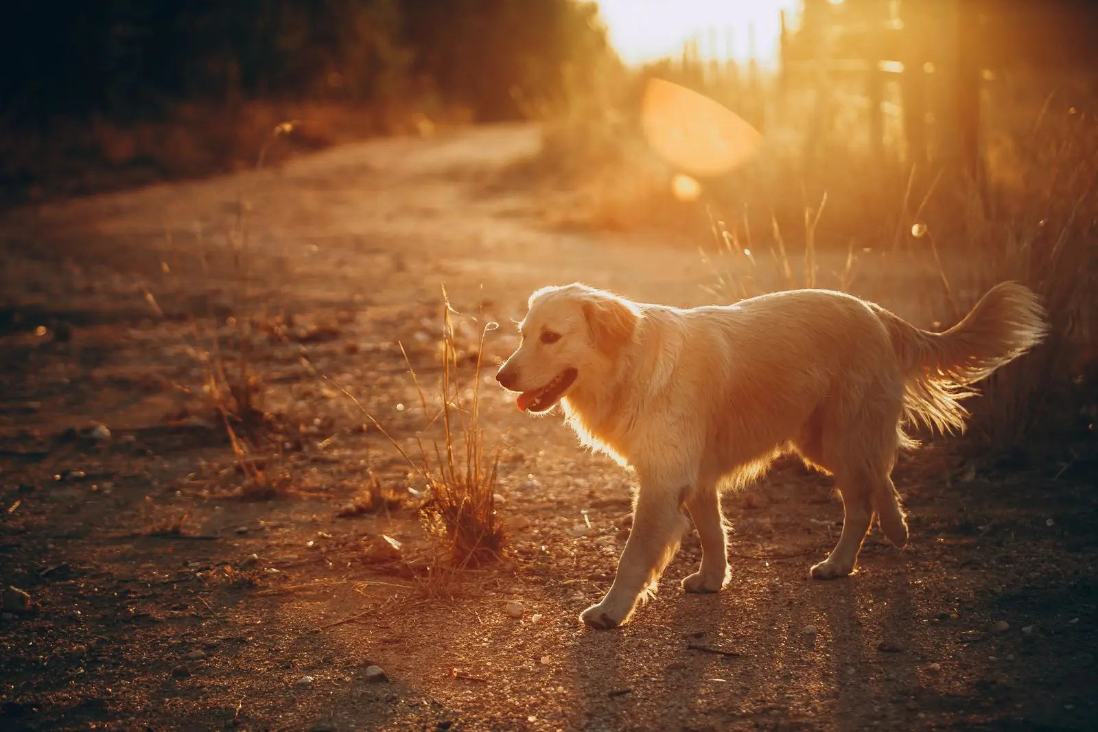 A happy golden retriever resting in warm light after a grooming session at Dani's Pet Spa in Trinity, FL