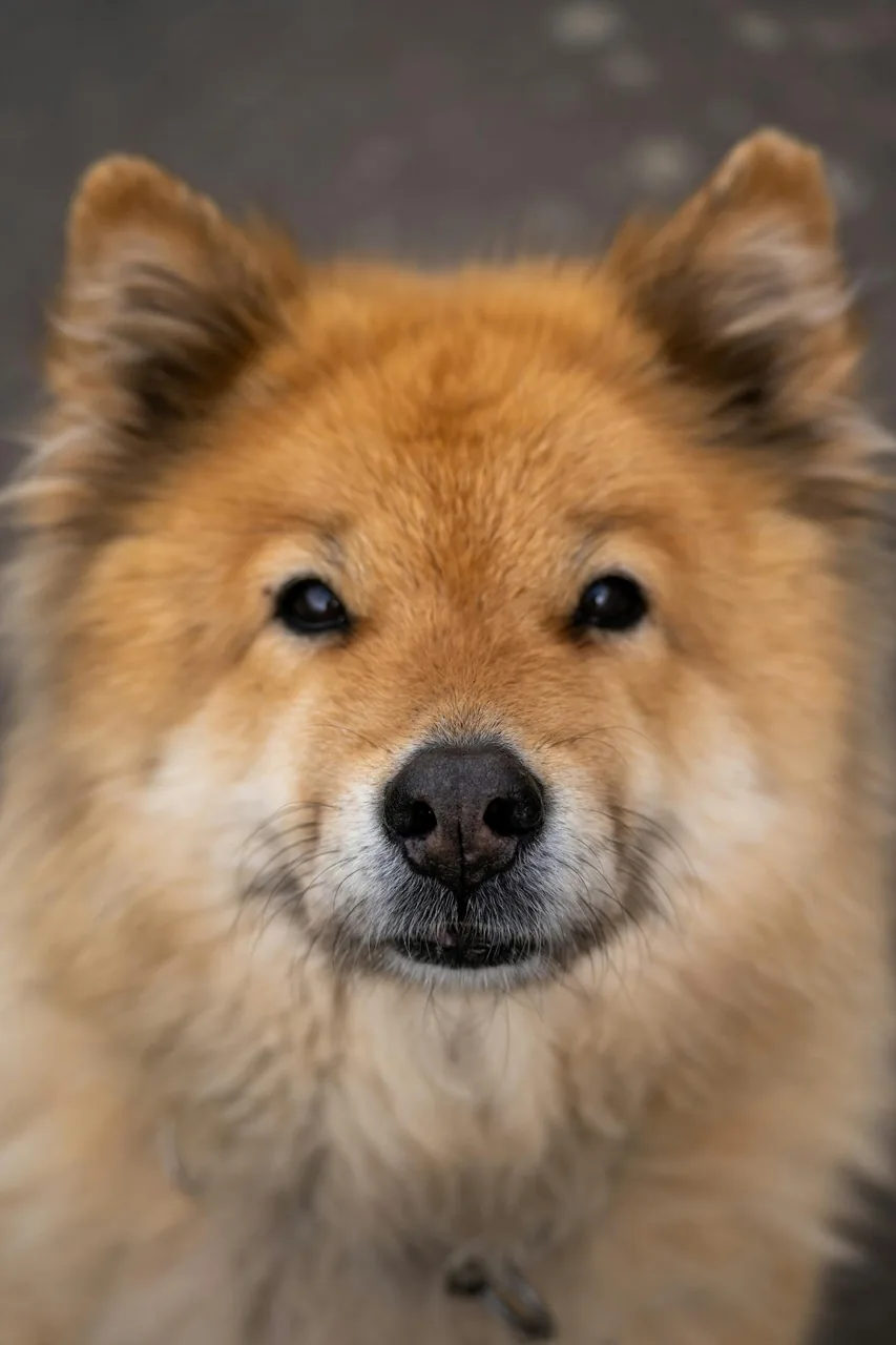 Close-up of a fluffy dog's bright eyes after grooming