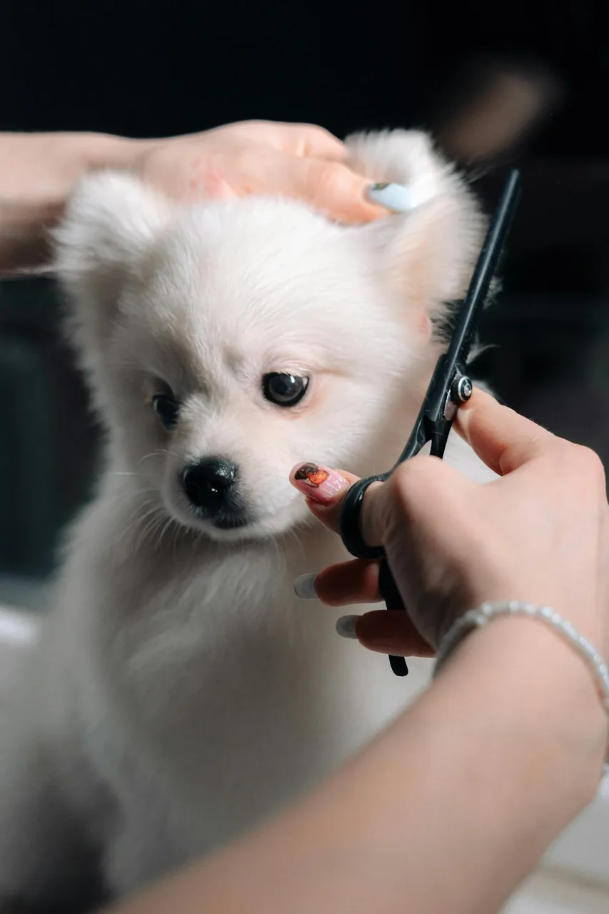 Happy puppy getting a gentle first haircut