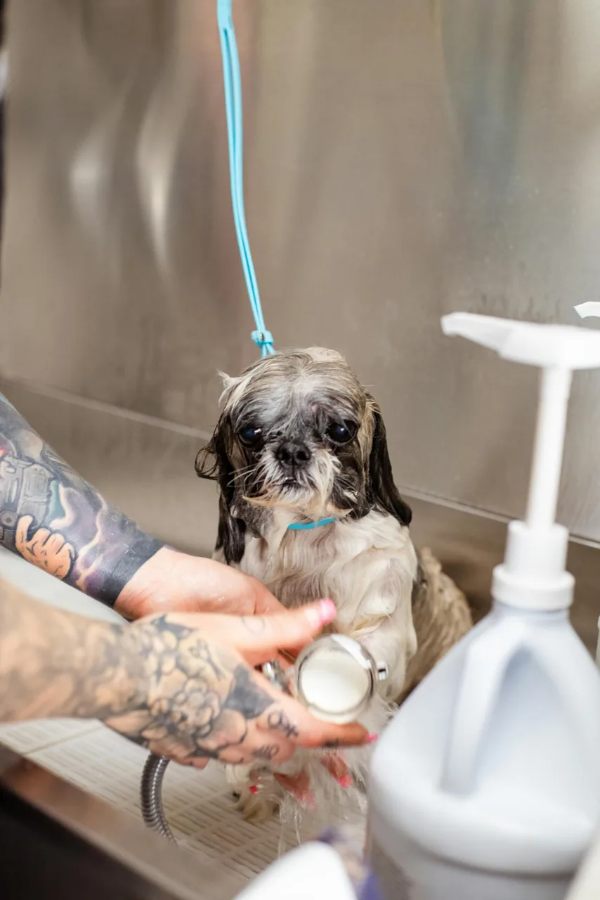 Soapy dog being lathered up during a thorough bath